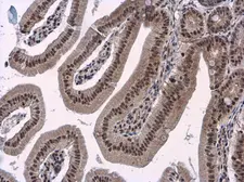 Anti-PB1 antibody [N1N2], N-term used in IHC (Paraffin sections) (IHC-P). GTX100781