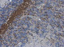 Anti-Collagen II antibody [N1], N-term used in IHC (Paraffin sections) (IHC-P). GTX100829