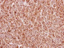 Anti-BMP4 antibody used in IHC (Paraffin sections) (IHC-P). GTX100874