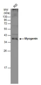 Anti-Myogenin antibody used in Western Blot (WB). GTX100887