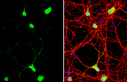 Anti-Neuregulin-1 antibody [C1C3] used in Immunocytochemistry/ Immunofluorescence (ICC/IF). GTX101116