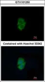 Anti-Decorin antibody used in Immunocytochemistry/ Immunofluorescence (ICC/IF). GTX101250