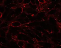 Anti-Dispatched A antibody, C-term used in Immunocytochemistry/ Immunofluorescence (ICC/IF). GTX10142