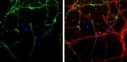 Anti-VGAT antibody [N1N2], N-term used in Immunocytochemistry/ Immunofluorescence (ICC/IF). GTX101908