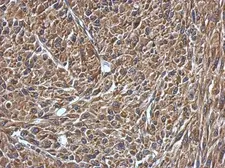 Anti-VAMP1 antibody used in IHC (Paraffin sections) (IHC-P). GTX102127