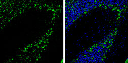Anti-PKC gamma antibody used in IHC (Frozen sections) (IHC-Fr). GTX102539
