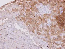 Anti-HSD3B2 antibody used in IHC (Paraffin sections) (IHC-P). GTX102744