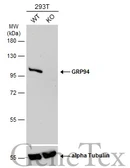 Anti-GRP94 antibody [N1N3] used in Western Blot (WB). GTX103203