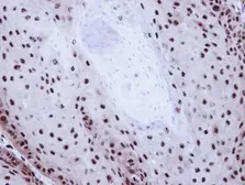 Anti-GABPB1 antibody [N1C3] used in IHC (Paraffin sections) (IHC-P). GTX103464