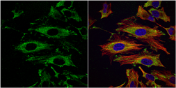 Anti-UAP1 antibody [N1C3] used in Immunocytochemistry/ Immunofluorescence (ICC/IF). GTX103592