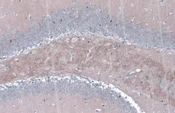 Anti-BACE1 antibody [N1C2] used in IHC (Paraffin sections) (IHC-P). GTX103757