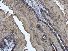 Anti-Cytokeratin 17 antibody used in IHC (Paraffin sections) (IHC-P). GTX103765