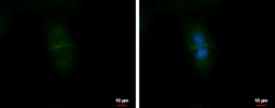 Anti-CD99L2 antibody used in Immunocytochemistry/ Immunofluorescence (ICC/IF). GTX104438