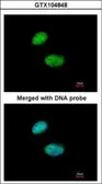 Anti-FOXK2 antibody [C3], C-term used in Immunocytochemistry/ Immunofluorescence (ICC/IF). GTX104848