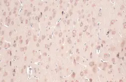 Anti-CYP26A1 antibody used in IHC (Paraffin sections) (IHC-P). GTX104961