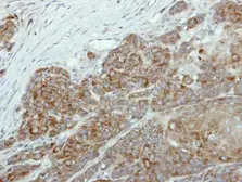 Anti-NR0B1 antibody used in IHC (Paraffin sections) (IHC-P). GTX105193
