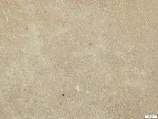 Anti-MMP19 antibody used in IHC (Paraffin sections) (IHC-P). GTX105217