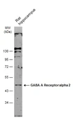 Anti-GABA A Receptor alpha 2 antibody [N1C2] used in Western Blot (WB). GTX105282
