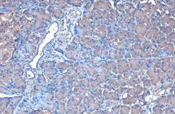 Anti-FDPS antibody [N1C3] used in IHC (Paraffin sections) (IHC-P). GTX105301