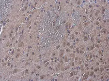 Anti-NAGLU antibody used in IHC (Paraffin sections) (IHC-P). GTX105504