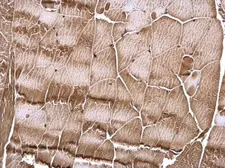 Anti-RSK2 antibody used in IHC (Paraffin sections) (IHC-P). GTX105543