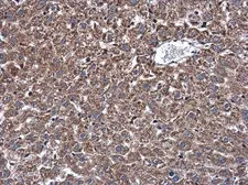 Anti-DNAJB11 antibody used in IHC (Paraffin sections) (IHC-P). GTX105619
