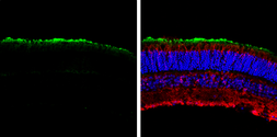Anti-GNAT1 antibody [N1C3] used in IHC (Frozen sections) (IHC-Fr). GTX105960