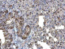 Anti-Monoamine Oxidase B antibody [N2C3] used in IHC (Paraffin sections) (IHC-P). GTX105970
