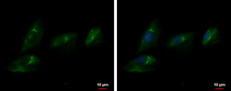 Anti-Autotaxin antibody used in Immunocytochemistry/ Immunofluorescence (ICC/IF). GTX106209