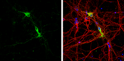 Anti-MOG antibody [C2C3], C-term used in Immunocytochemistry/ Immunofluorescence (ICC/IF). GTX106283