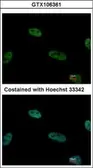 Anti-TRIP15 antibody used in Immunocytochemistry/ Immunofluorescence (ICC/IF). GTX106361