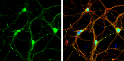 Anti-Syntaxin 1a antibody [N1], N-term used in Immunocytochemistry/ Immunofluorescence (ICC/IF). GTX106365