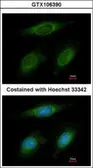 Anti-RNF6 antibody [C3], C-term used in Immunocytochemistry/ Immunofluorescence (ICC/IF). GTX106390