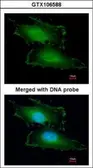 Anti-PEF1 antibody [N2C3] used in Immunocytochemistry/ Immunofluorescence (ICC/IF). GTX106588
