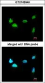 Anti-SCMH1 antibody [N1N3] used in Immunocytochemistry/ Immunofluorescence (ICC/IF). GTX106946