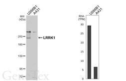 Anti-LRRK1 antibody [C1C2], Internal used in Western Blot (WB). GTX107407