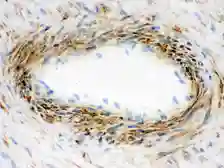 Anti-Actin antibody [AC-40] used in IHC (Frozen sections) (IHC-Fr). GTX10763