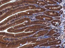 Anti-DUSP23 antibody [C1C3] used in IHC (Paraffin sections) (IHC-P). GTX108245