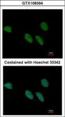 Anti-REXO4 antibody [C3], C-term used in Immunocytochemistry/ Immunofluorescence (ICC/IF). GTX108364