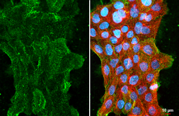 Anti-CMTM6 antibody [C1C3] used in Immunocytochemistry/ Immunofluorescence (ICC/IF). GTX108450