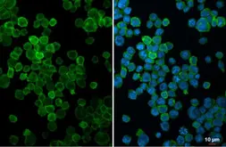 Anti-FCER1G antibody [N2C3] used in Immunocytochemistry/ Immunofluorescence (ICC/IF). GTX108487