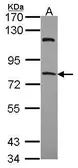 Anti-RFX4 antibody used in Western Blot (WB). GTX108667
