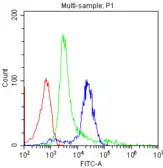 Anti-CD8 antibody [CA-8] used in Flow cytometry (FCM). GTX10884