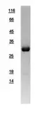Human MTAP protein, His tag. GTX109117-pro