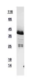 Human HLF protein, His tag. GTX109118-pro