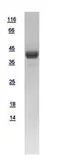 Human SUCLG1 protein, His tag. GTX109215-pro