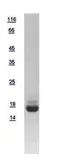 Human PDE6D protein, His tag. GTX109240-pro