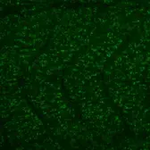 Anti-NHP2L1 antibody [N1C3] used in IHC (Whole mount) (IHC-Wm). GTX109247
