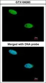 Anti-DUSP26 antibody [N1C1] used in Immunocytochemistry/ Immunofluorescence (ICC/IF). GTX109283