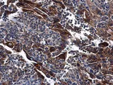 Anti-DNase I antibody [N1C3] used in IHC (Paraffin sections) (IHC-P). GTX109306